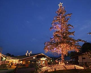 11メートルの巨大モミの木をライトアップ！三重県伊賀市で「クリスマスツリーライトアップ」実施中