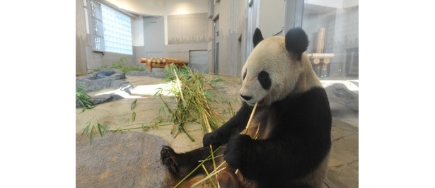 画像10 10 パンダ公開延期 都内の動物園 水族館無期限休園へ ウォーカープラス