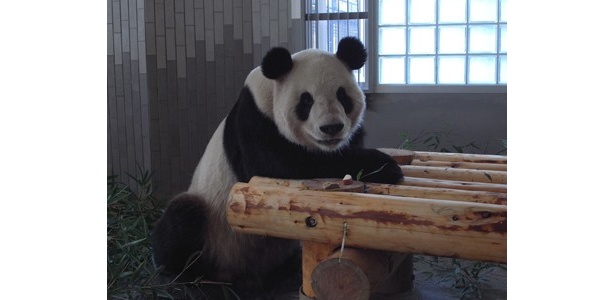 画像10 10 パンダ公開延期 都内の動物園 水族館無期限休園へ ウォーカープラス