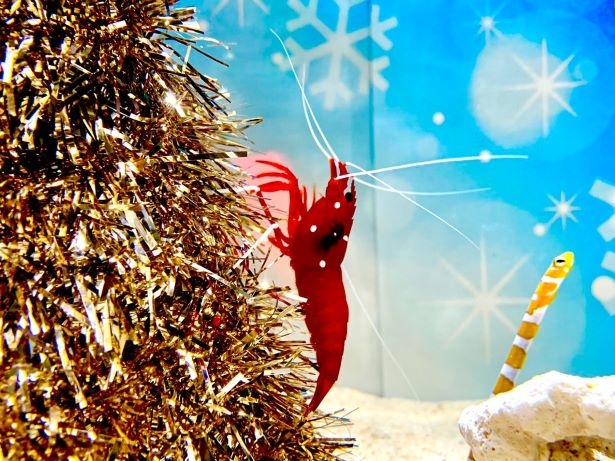 ヨコハマおもしろ水族館で 海の中のクリスマス水槽 開催 ウォーカープラス
