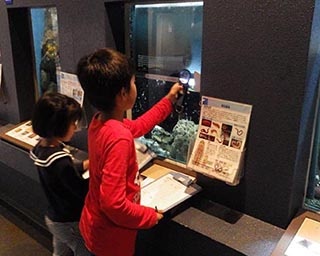 大水槽でエサやり！和歌山県の京都大学白浜水族館で「飼育体験」実施