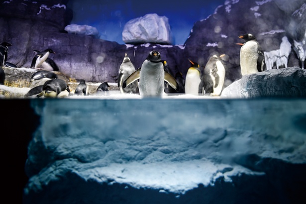 青白く広大な海氷の世界で暮らすペンギンたちに見とれる/海遊館