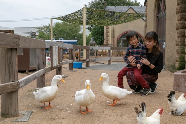 「ふれあい広場」内を自由に歩き回るアヒルやホロホロチョウ。1日3回、ウサギなどとの「ふれあいタイム」を実施/神戸市立王子動物園