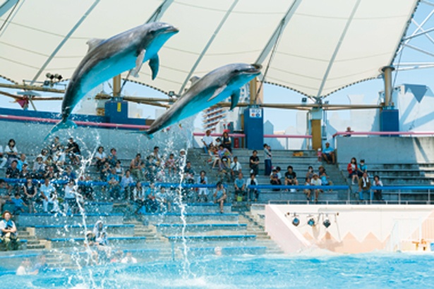 大迫力のジャンプやユーモラスな演技が楽しめる「イルカライブ」/神戸市立須磨海浜水族館