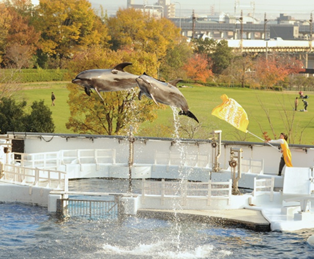 秋の「イルカパフォーマンス」は「梅小路公園」の紅葉が背景に！/京都水族館
