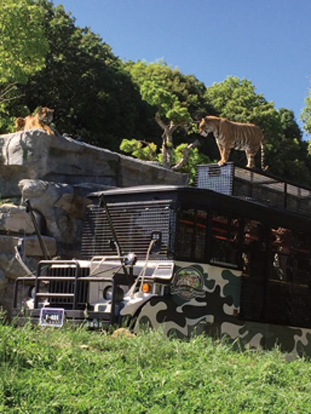 猛獣に大接近する「冒険ライド」(2800円 ※3歳未満は乗車不可)/姫路セントラルパーク