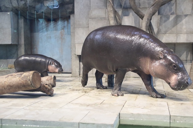 画像15 パンダやイルカなど 人気者に会いに行こう 関西のファミリー向け動物園 水族館10選 ウォーカープラス