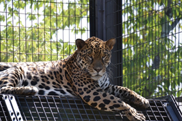 画像18 パンダやイルカなど 人気者に会いに行こう 関西のファミリー向け動物園 水族館10選 ウォーカープラス