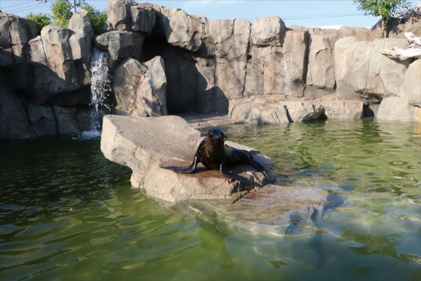 ミナミアメリカオットセイやペンギンが暮ら す「アクアバレー」。おやつタイム(有料)も好評/神戸動物園