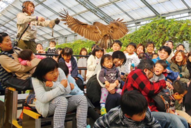 フクロウやハヤブサが登場する「バードパフォーマンスショー」/神戸動物園