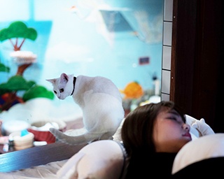 猫好き歓喜！猫たちに眺められながら眠る新感覚ホテル「ねこ浴場＆ねこ旅籠」がオープン