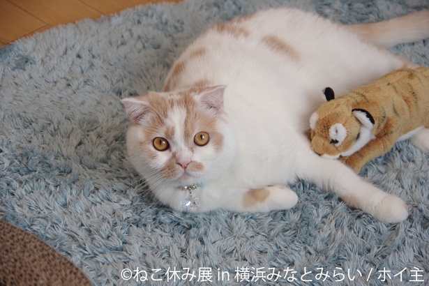 【画像を見る】冬らしい癒しの猫が大集結！新作を含め400点以上！「ねこ休み展 in 横浜みなとみらい」開催！