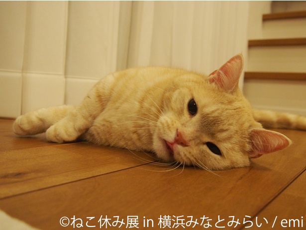 冬らしい癒しの猫が大集結 新作を含め400点以上 ねこ休み展 In 横浜みなとみらい 開催 ウォーカープラス