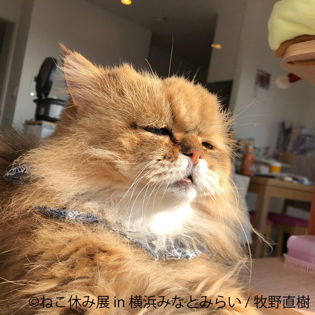 冬らしい癒しの猫が大集結！新作を含め400点以上！「ねこ休み展 in 横浜みなとみらい」開催！