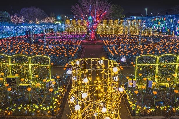 日本三大イルミネーションのひとつ 光の花の庭 が栃木県のあしかがフラワーパークで開催中 ウォーカープラス