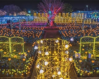 日本三大イルミネーションのひとつ「光の花の庭」が栃木県のあしかがフラワーパークで開催中
