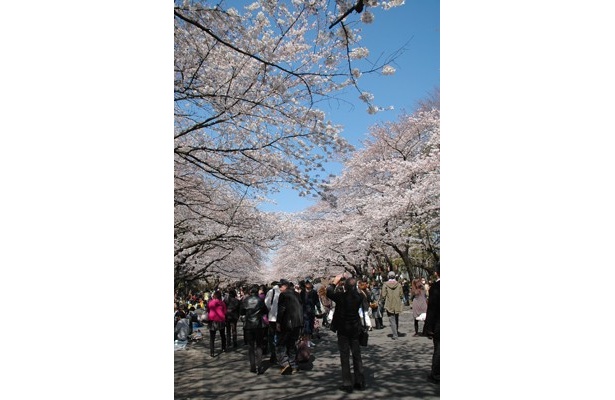 お花見シーズンを迎えた上野公園。例年より人手が少ないとはいえ、多くの人でにぎわっていた
