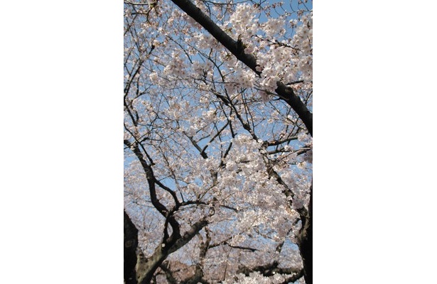 咲き誇る桜を眺めるために多くの人が足を止めていた