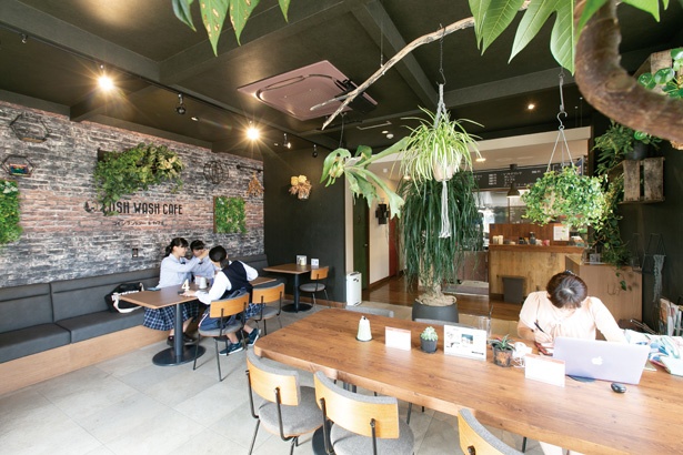 植物を置いたカフェの店内は、窓から太陽光が差し込み明るい