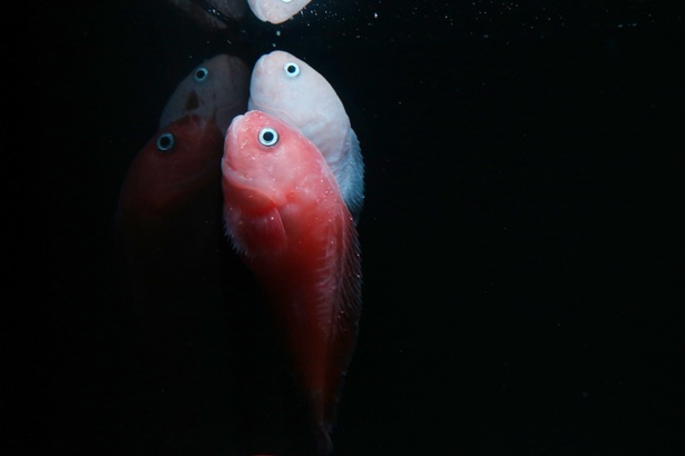 深海魚「タマコンニャクウオ」を見られるのは、世界でもアクアマリンふくしまだけ