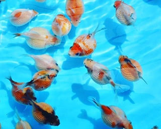流行語ならぬ「流行“魚”」大賞が発表！約4800人が選んだ大賞魚を限定展示