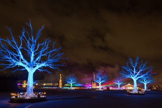 輝く光の樹木と、天空いっぱいに広がる光のカーテン「The Platinum Forest」