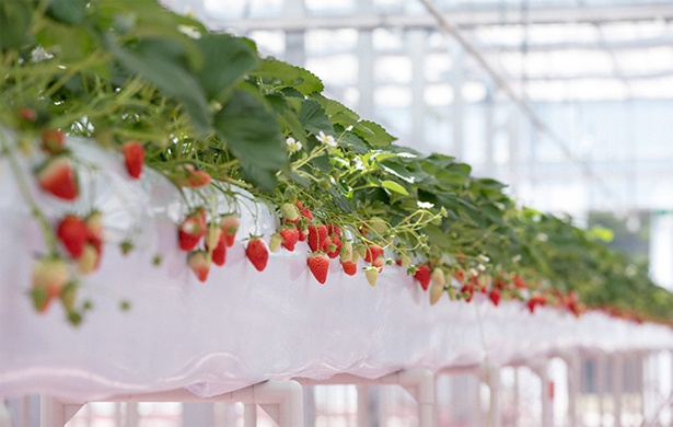 通年でイチゴ狩りを楽しむことができる、東京ストロベリーパークのイチゴハウス「STRAWBERRY FARM(ストロベリーファーム)」