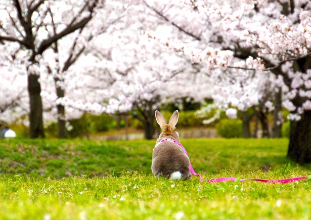 【画像を見る】「オービィ横浜」にて「うさぎしんぼる展」開催！作家・Time is Bunnyさんにインタビュー