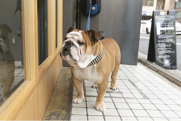店長の愛犬・ブルドックのだるまくん。日によっては門番を務めていて、店のマスコットとして客に可愛がられている