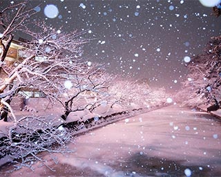 ソメイヨシノを冬でも満開に！青森県の弘前公園で「冬に咲くさくらライトアップ」開催中