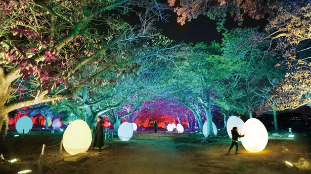 17年以来の開催となるアート展 / チームラボ 福岡城跡 光の祭 2019-2020