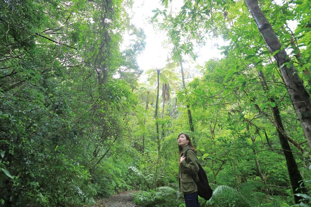 高さ10m級の巨大なヒカゲヘゴがいっぱい。このツアーでは2㎞ほどの平坦な山道を歩く / 金作原原生林ツアー