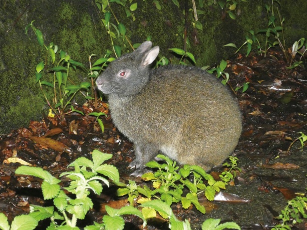 奄美大島と徳之島にしか生息しないアマミノクロウサギ。国の特別天然記念物だ / クロウサギのナイトツアー