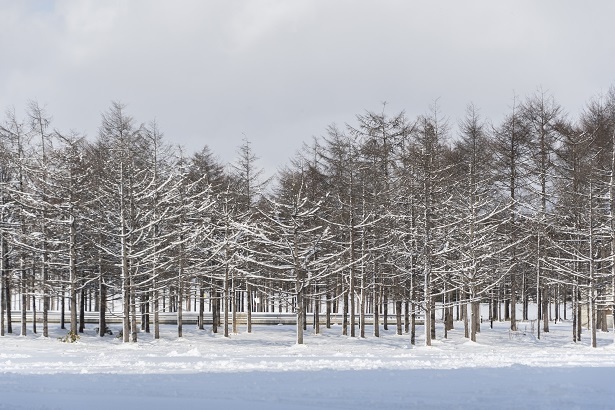 まるで絵画のような雪景色。四季折々に美しい景観を見せてくれる公園だ