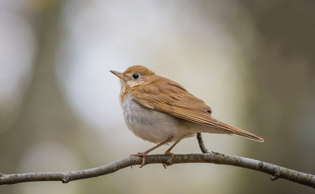 ふたりが見つけたのはツグミ。冬、日本に渡ってくるムクドリ大の鳥