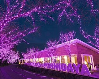 約69万個の電球で装飾された「冬桜イルミネーション2019」が佐賀県嬉野市で開催中
