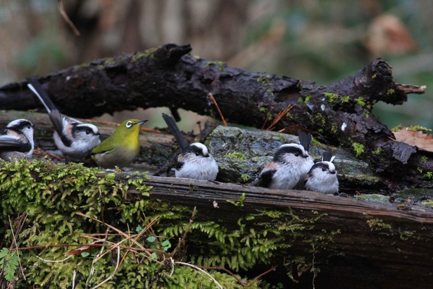 画像2 4 多くの野鳥を見に行こう 山梨県早川町で バードウォッチングプラン 実施 ウォーカープラス