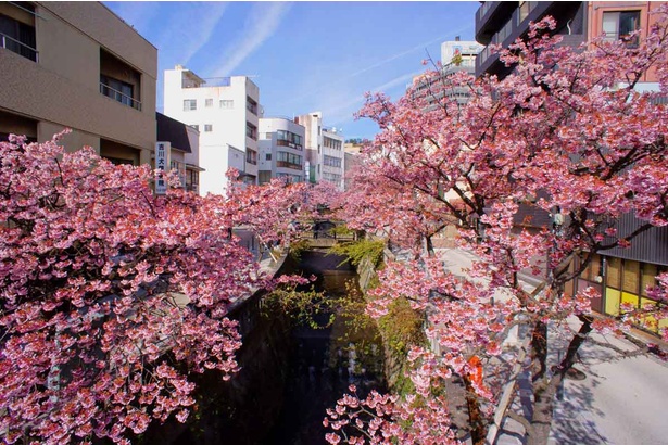 糸川遊歩道を華やかに彩る早咲きの「あたみ桜」