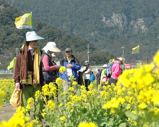 春の訪れを肌で感じる「第28回いぶすき菜の花マーチ」が鹿児島県指宿市で開催