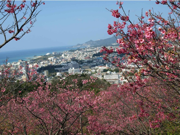 【写真】濃いピンク色の花びらをもつ「琉球寒緋桜」が咲き誇る