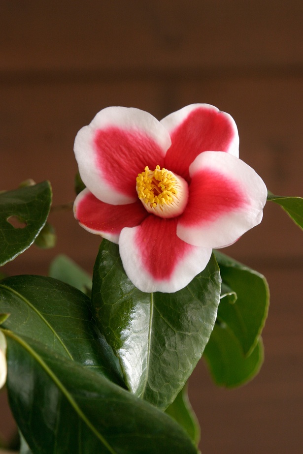 白く縁取られた赤い花びらが特徴の銘花「玉の浦」 / 椿まつり