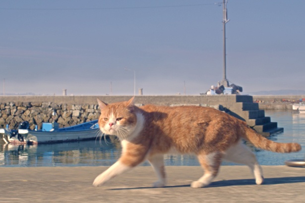岩合光昭が捉える猫の姿に癒される(『ねことじいちゃん』)