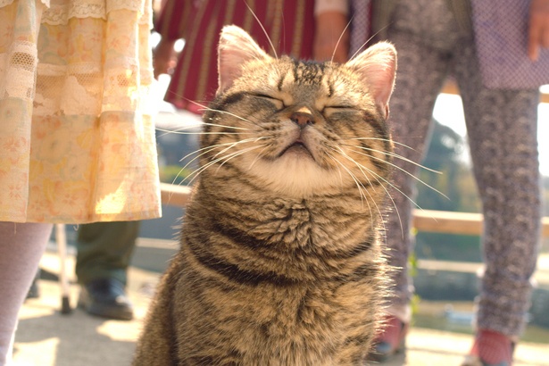 【写真を見る】たまらない…この表情に癒される!(『ねことじいちゃん』)
