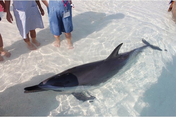 【写真を見る】イルカと間近で遊ぶことができる「あそびーち」/ 大分マリーンパレス水族館 うみたまご