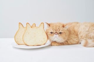 大躍進中！高級食パン店「ねこねこ食パン」の”かわいさ”だけじゃない人気の秘密