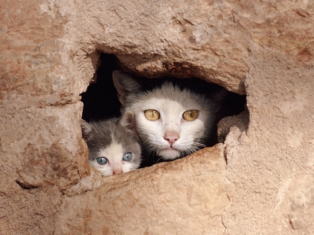 ネコの美しさとまっすぐ見つめる目に一瞬でやられました 動物写真家 岩合光昭インタビュー ウォーカープラス