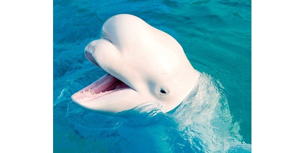 【写真】こんなキュートな笑顔に癒される！