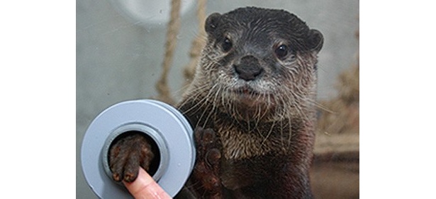 「京急油壺マリンパーク」(神奈川県三浦市)のコツメカワウソ・大麦