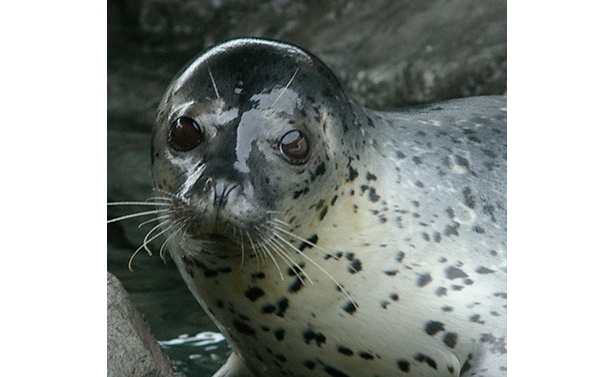 「しながわ水族館」(東京都品川区)のゴマフアザラシ・ふぶき