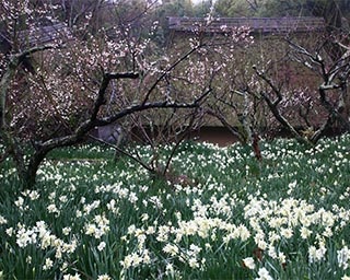 初春を告げる花が咲く！香川県高松市の四国村の水仙が見ごろ